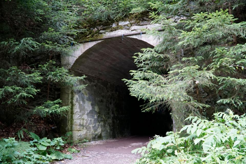 Deep forest surrounding Riese entrances